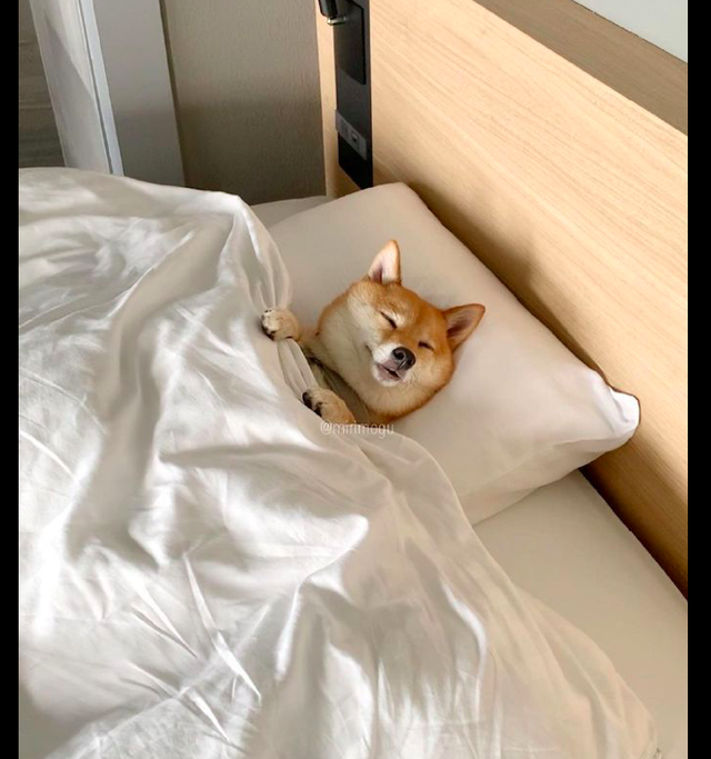 网友叫柴犬起床散步,它却躺在床上不起来,和我赖床是一模一样啊