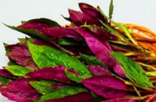 正文       补血菜,又名血蕨,观音菜,血皮菜,紫背菜.