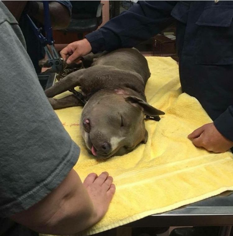 调皮狗狗招惹蜜蜂，结果被一群蜜蜂追赶，脸都被蜜蜂蛰成了猪！休闲区蓝鸢梦想 - Www.slyday.coM