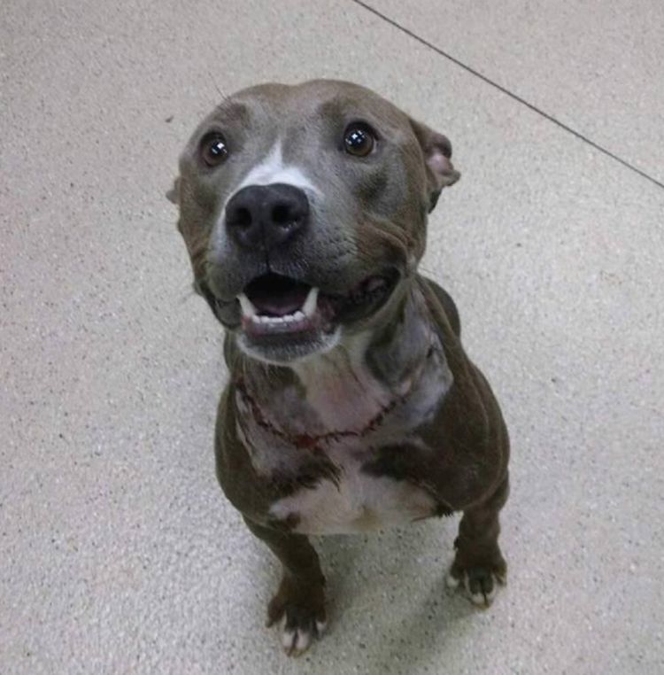 调皮狗狗招惹蜜蜂，结果被一群蜜蜂追赶，脸都被蜜蜂蛰成了猪！休闲区蓝鸢梦想 - Www.slyday.coM