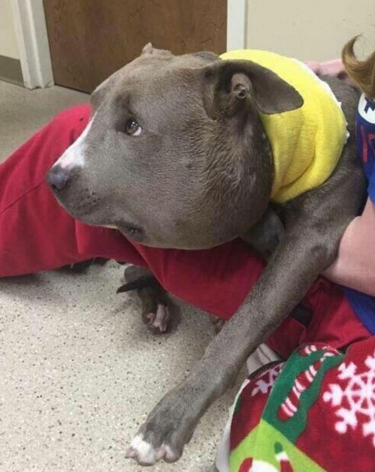 调皮狗狗招惹蜜蜂，结果被一群蜜蜂追赶，脸都被蜜蜂蛰成了猪！休闲区蓝鸢梦想 - Www.slyday.coM