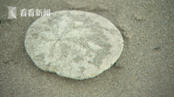 据了解,"沙币"又名"沙钱",是海胆纲分类下的其中一个目,其正式学名