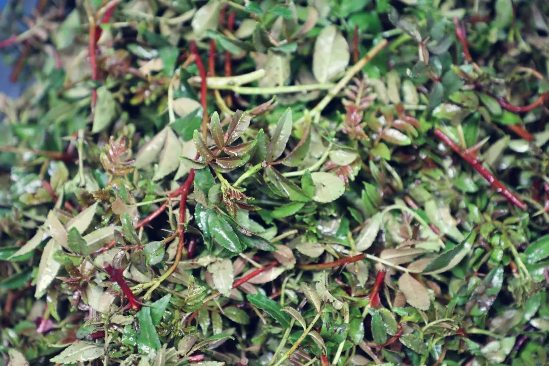 洋荷算得上是云南的小众佐料了,放在火上烧一烧,切成丝打到蘸水里