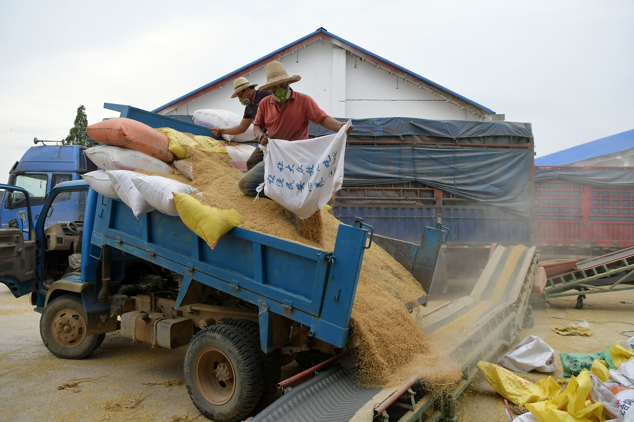 收购早稻 颗粒归仓|江西省|稻谷_新浪新闻