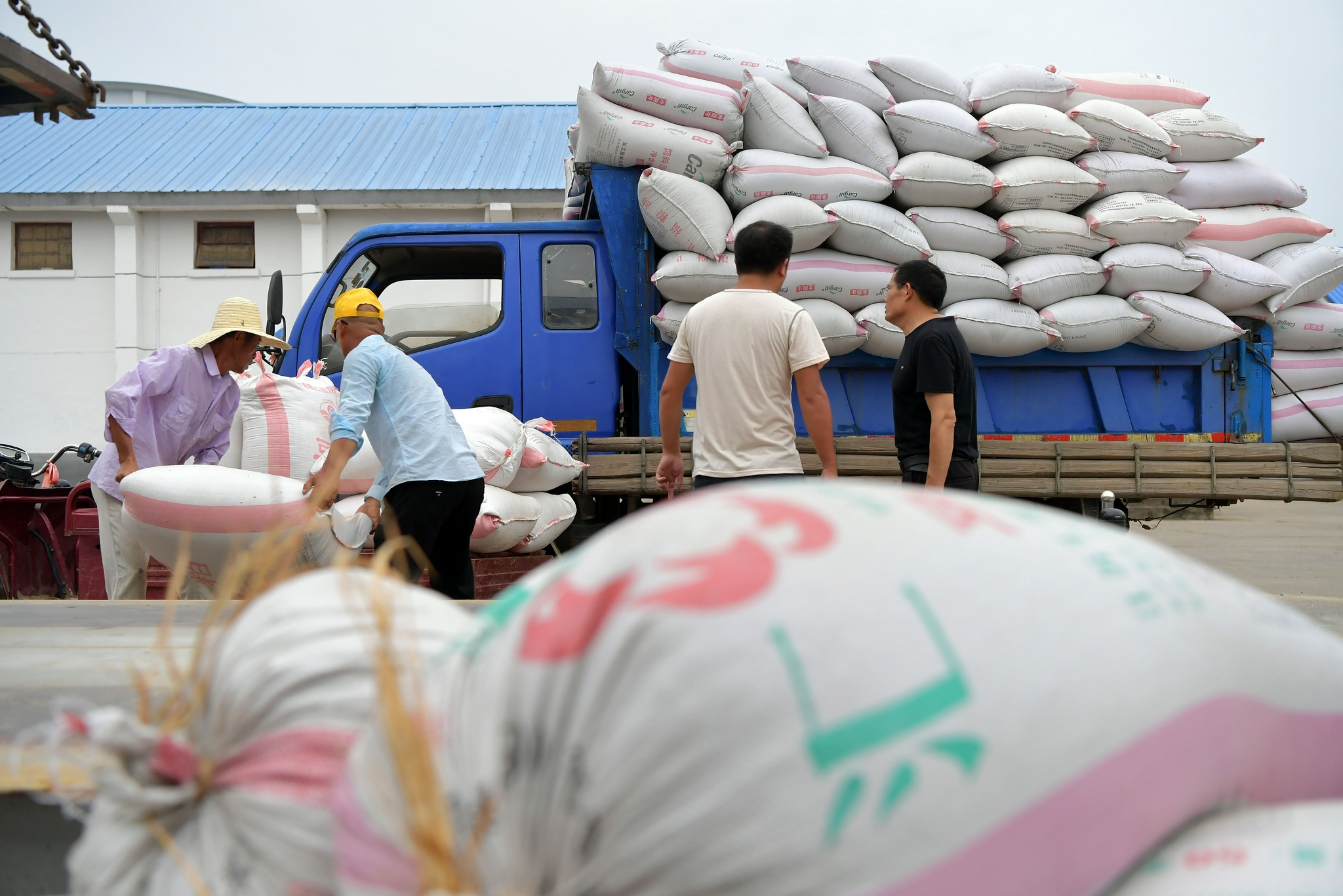 收购早稻 颗粒归仓|江西省|稻谷_新浪新闻