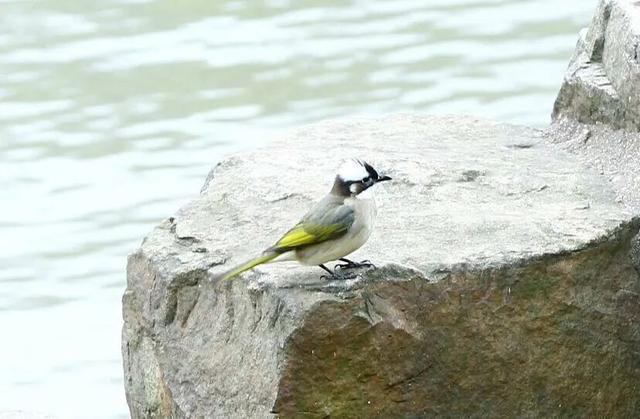 南京十大明星鸟类推选活动启动|南京市_新浪新闻