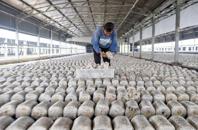 组图|江苏泰兴:食用菌种植促增收|珊瑚镇|平菇|泰兴市_新浪新闻