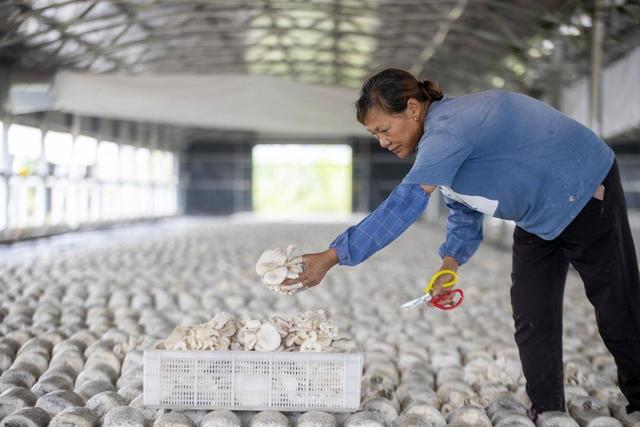 组图|江苏泰兴:食用菌种植促增收|珊瑚镇|平菇|泰兴市_新浪新闻