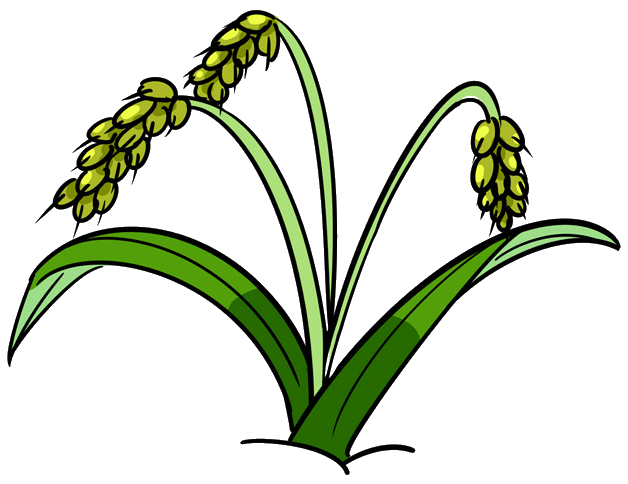 快看巨型五彩旱稻画就藏在怀柔这儿