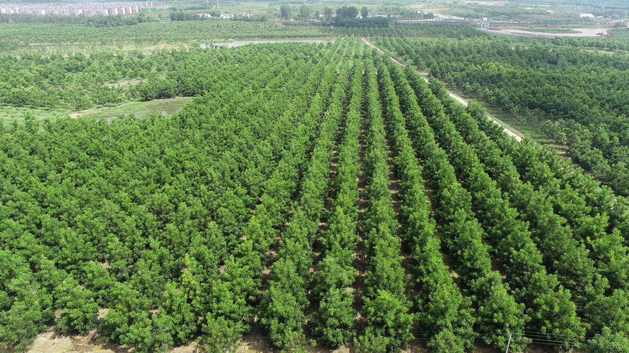 肥西官亭:林长制改革护航林业发展