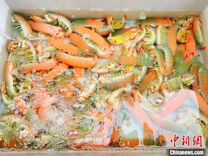 "贵妃"濑尿虾 李晓春 摄