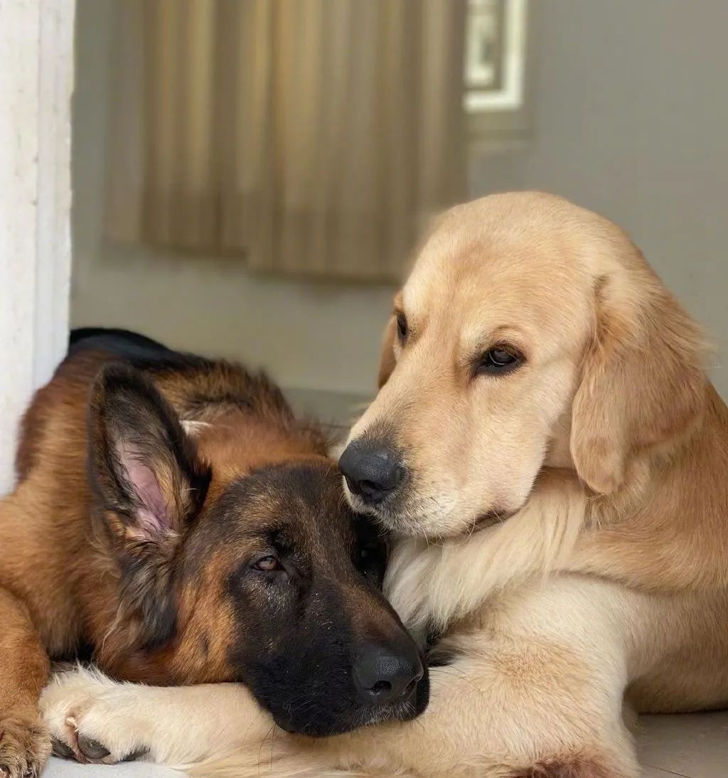 同时养了德牧和金毛结果它俩灵魂互换了