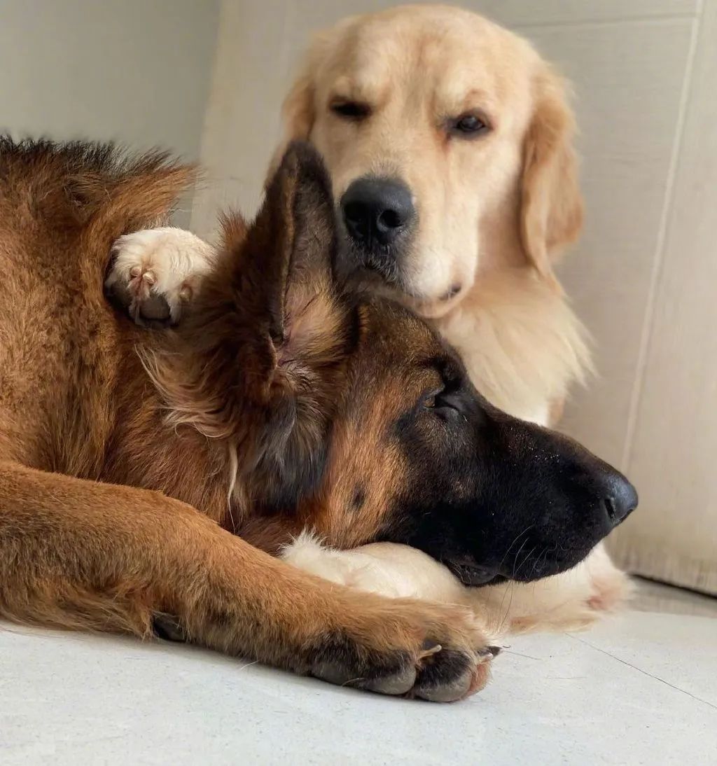 同时养了德牧和金毛结果它俩灵魂互换了