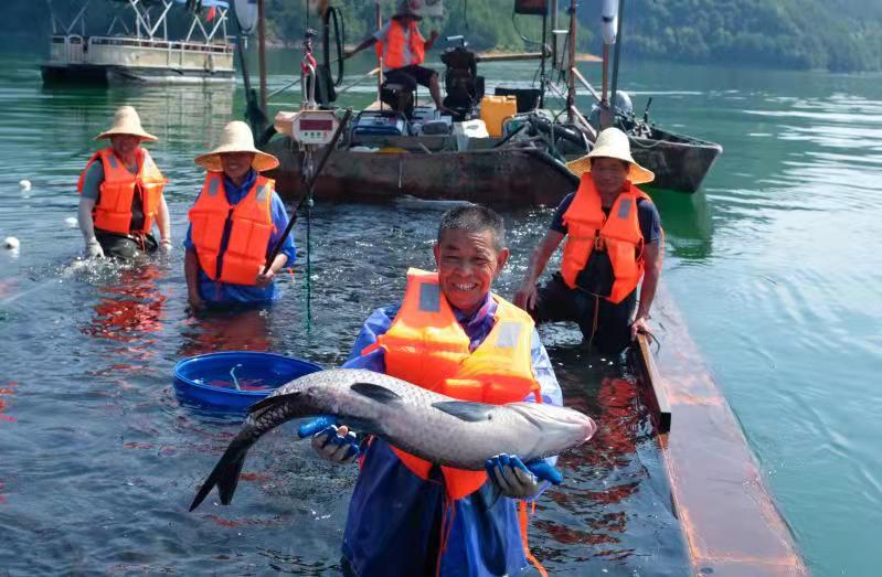 云和库区,渔民大网捕鱼   连日来,云和湖上一派繁忙景象,库区渔民鋈 