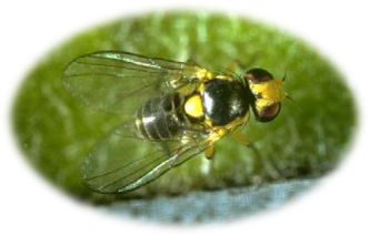 三叶斑潜蝇成虫.受访者供图