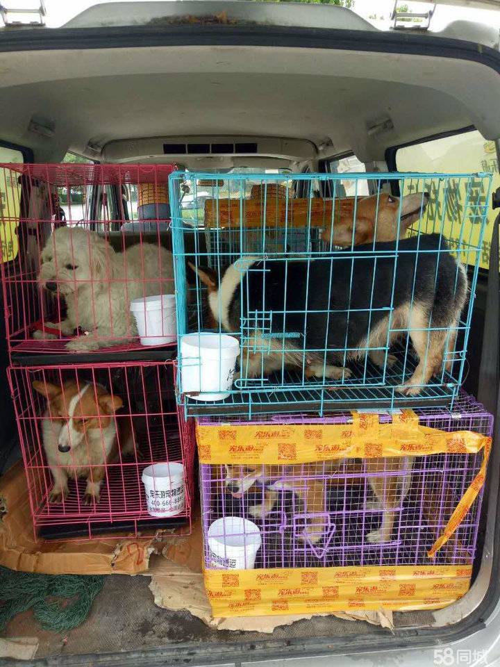 承运金毛犬siri的广州帮帮货运公司有工商经营许可证,但并未在交通