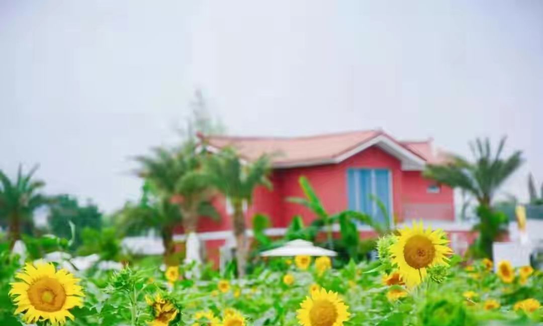 向日葵什么时候开花（向日葵什么时候开花几点钟开花）-85模板网