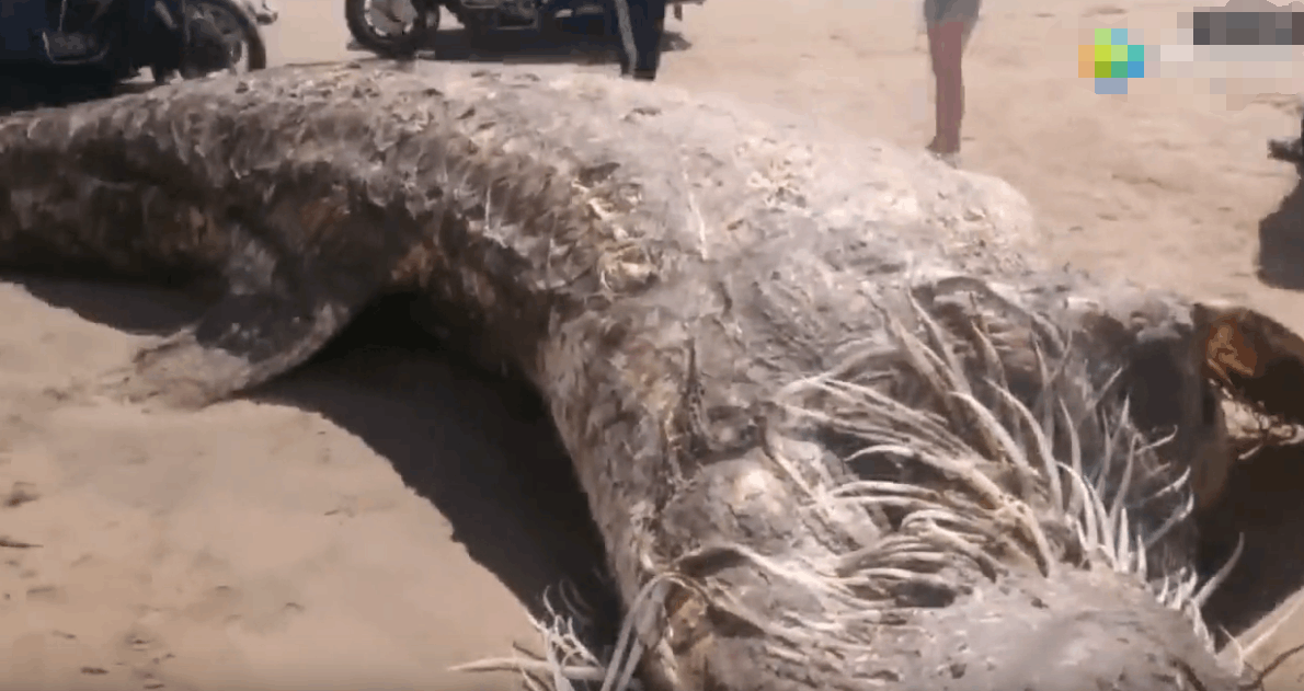 男子海边发现不明深海生物看清后让人眼前一亮