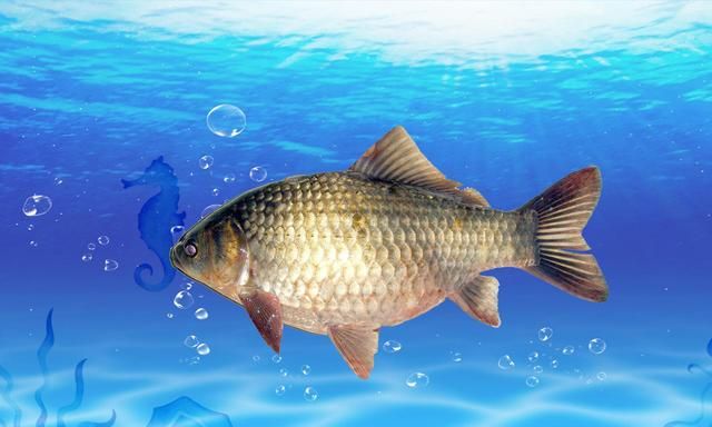 秋天的鲫鱼喜欢哪种味型的食物秋天野钓鲫鱼的几个关键技巧