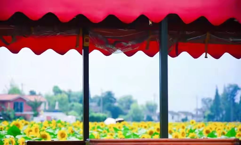 向日葵什么时候开花（向日葵什么时候开花几点钟开花）-85模板网