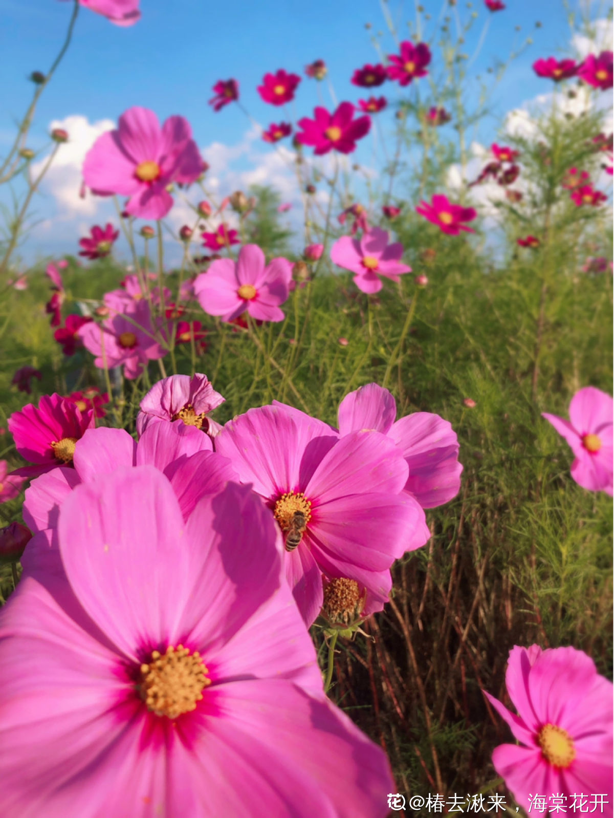 5种花光听名字就很美看到实物后网友感叹名不虚传