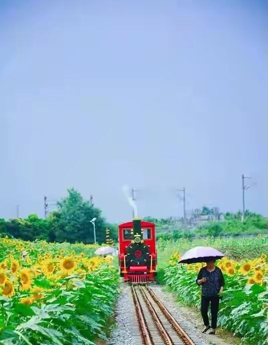 向日葵什么时候开花（向日葵什么时候开花几点钟开花）-85模板网