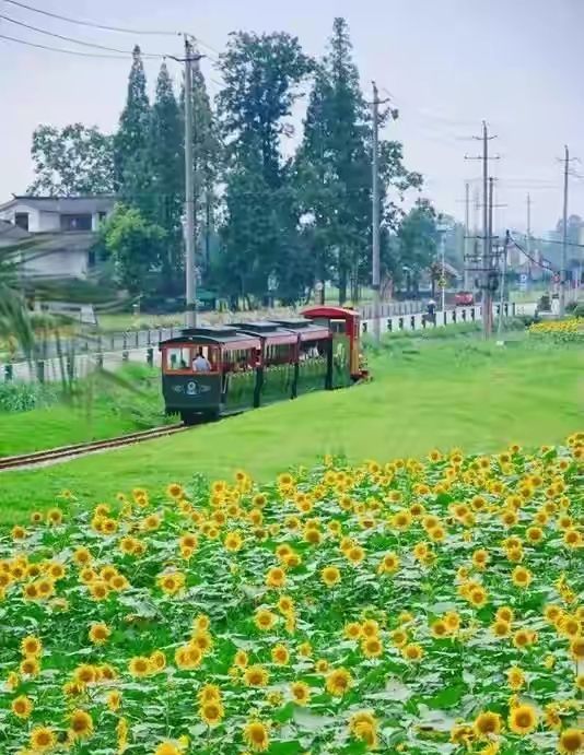 向日葵什么时候开花（向日葵什么时候开花几点钟开花）-85模板网