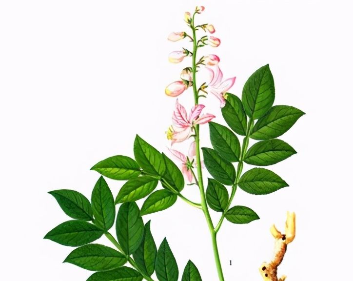 诸黄风痹要药白鲜皮