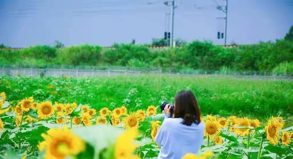 向日葵什么时候开花（向日葵什么时候开花几点钟开花）-85模板网