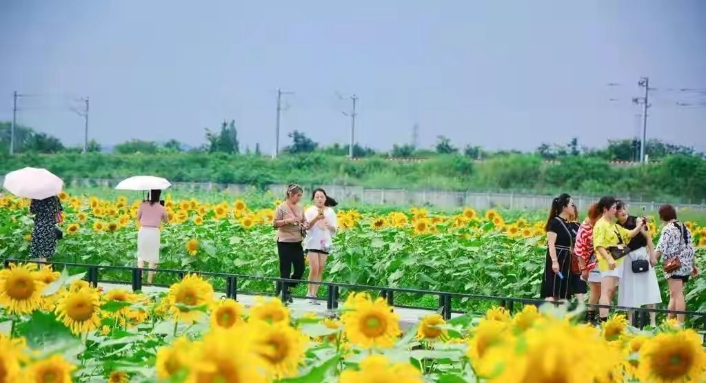 向日葵什么时候开花（向日葵什么时候开花几点钟开花）-85模板网