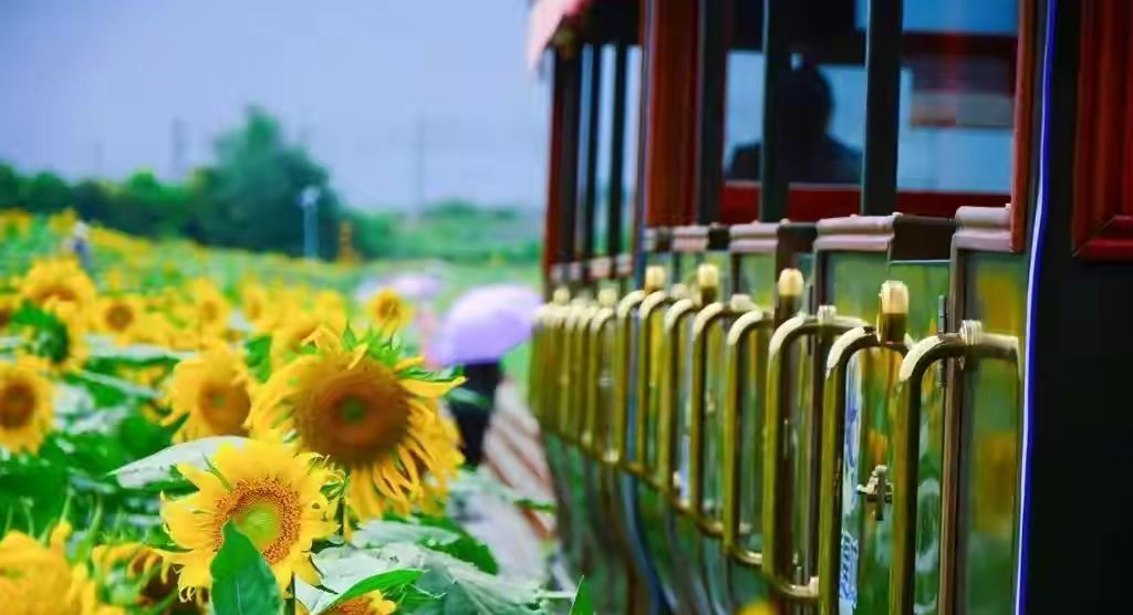 向日葵什么时候开花（向日葵什么时候开花几点钟开花）-85模板网