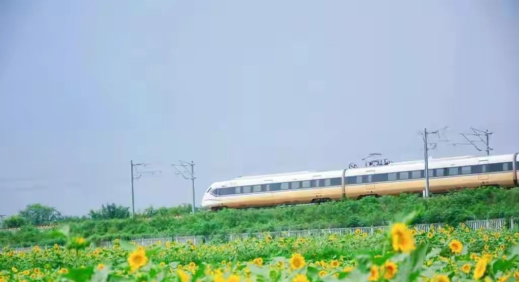 向日葵什么时候开花（向日葵什么时候开花几点钟开花）-85模板网