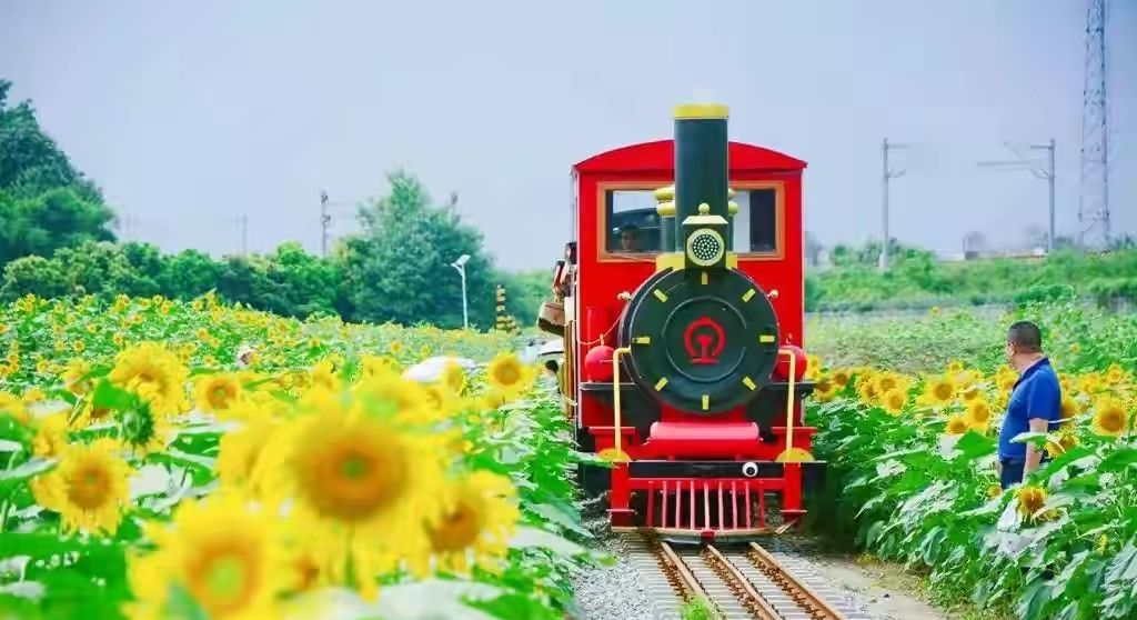 向日葵什么时候开花（向日葵什么时候开花几点钟开花）-85模板网