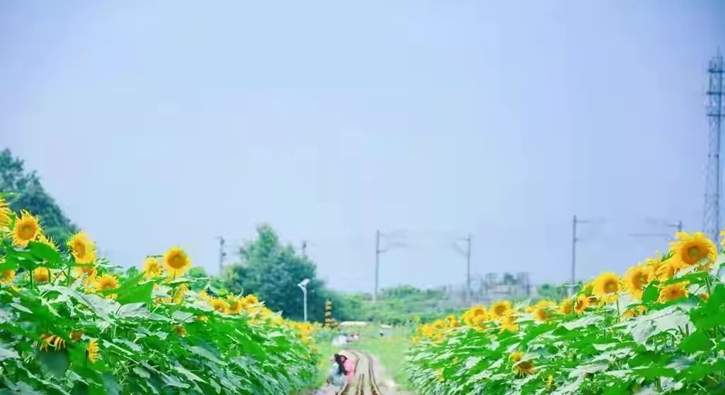 向日葵什么时候开花（向日葵什么时候开花几点钟开花）-85模板网