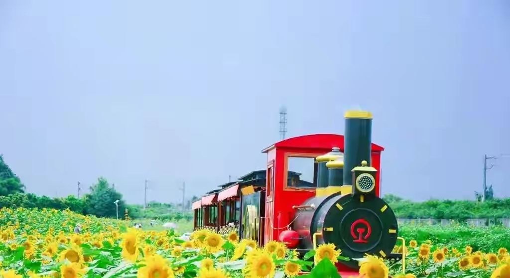 向日葵什么时候开花（向日葵什么时候开花几点钟开花）-85模板网