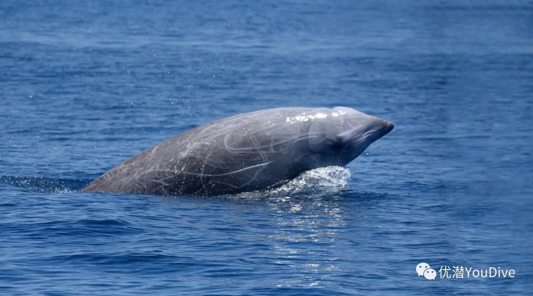 最难以捉摸和神秘的鲸类动物之一该物种仅有的航拍镜头曝光