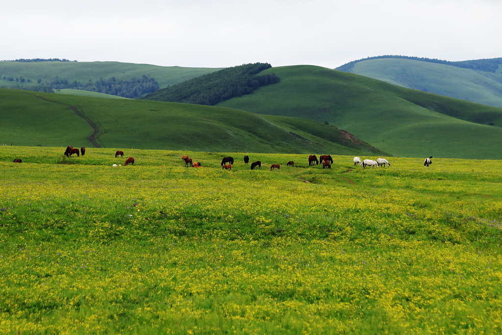 河北塞罕坝机械林场焕发盎然绿意