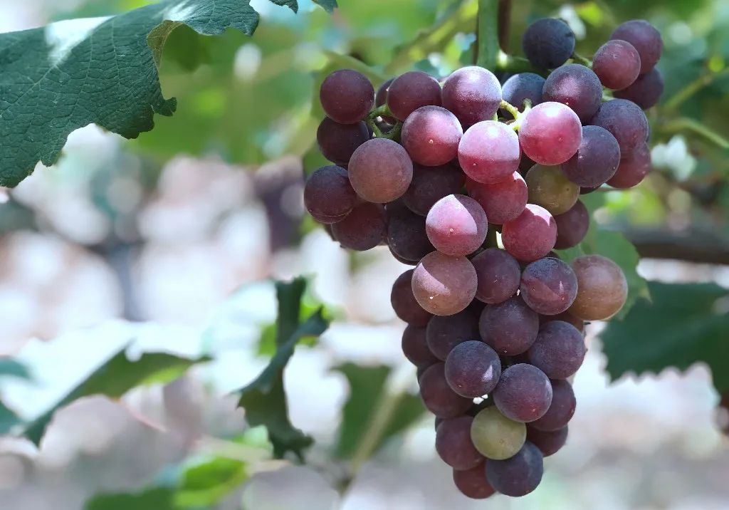 葡萄成熟季节图片