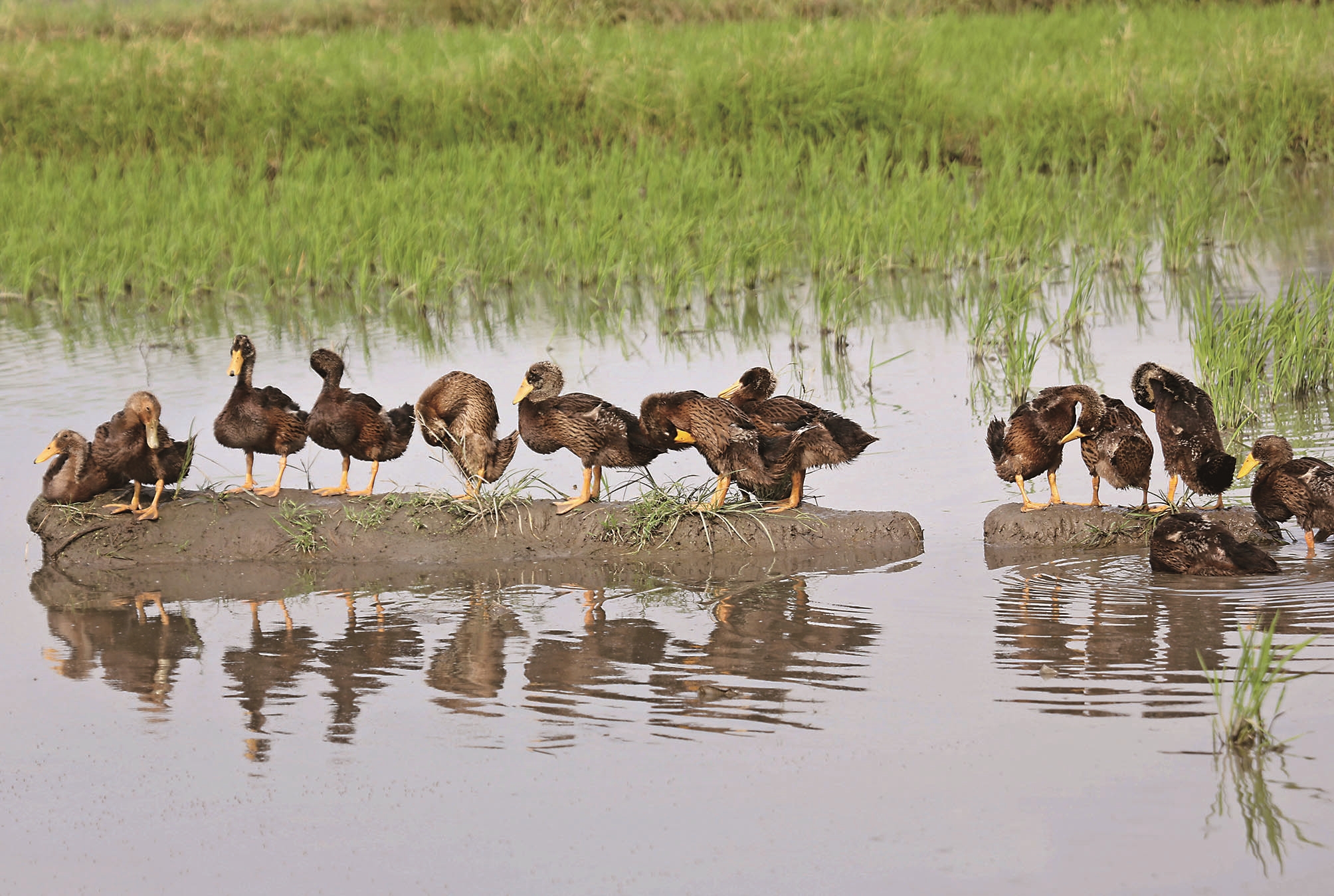 四季农事稻鸭共生|共生|鸭子|稻田_新浪新闻
