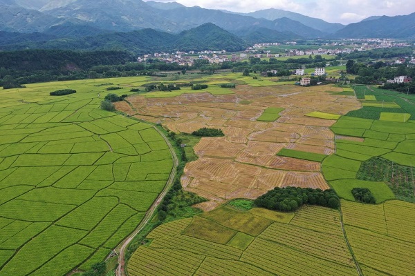 桂林市灌阳县黄关镇龙吟村收割后的1000亩超级稻基地.