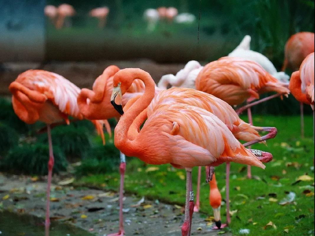 美洲红鹳&nbsp; 本文图片均为上海动物园供图