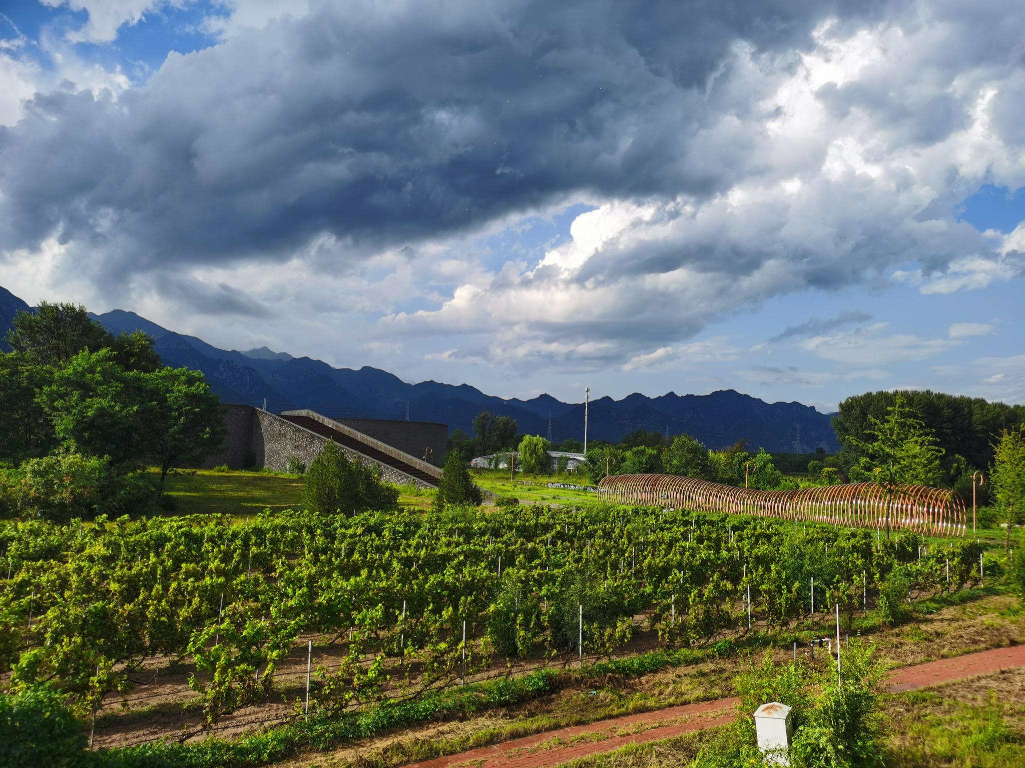 感受秋天里的第一口甜世葡园葡萄进入采摘期