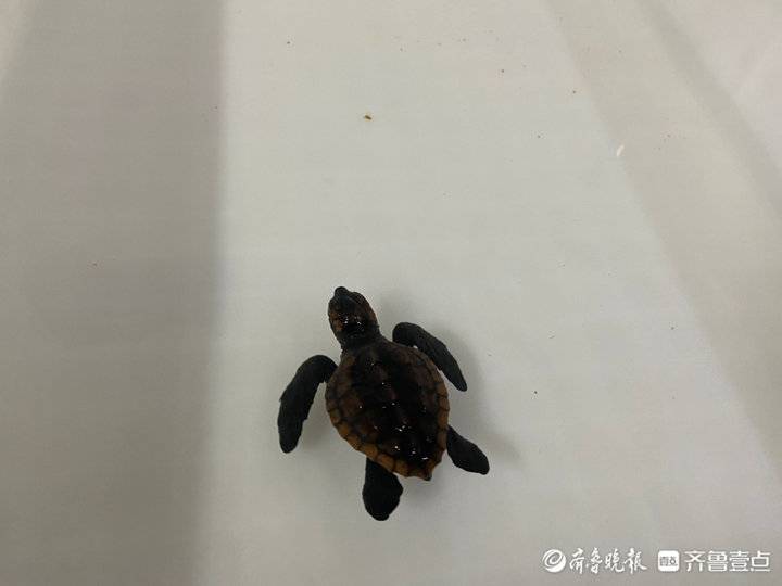 7只！国内首批人工繁育的蠵xī龟宝宝在青岛破壳！龟妈妈系新手