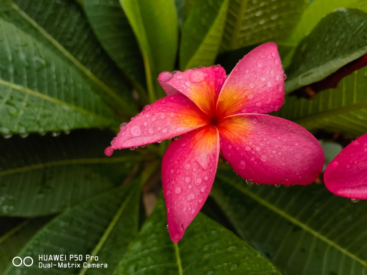 方向对了的原色摄影体验华为p50pro评测