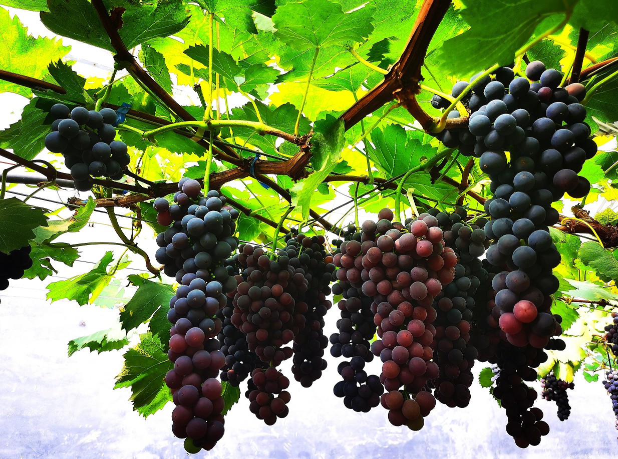 感受秋天里的第一口甜世葡园葡萄进入采摘期