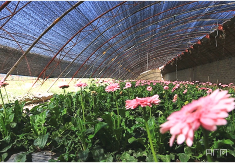尼勒克马场鲜切花基地.央广网发
