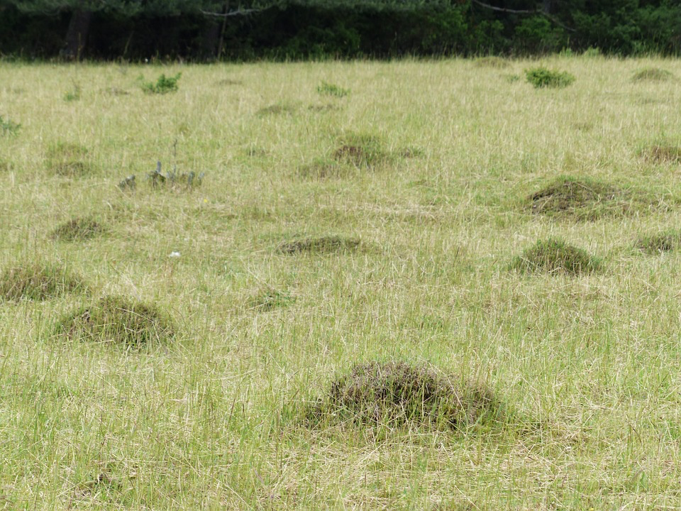 草坪上的一堆堆蚁冢。|图片来源：Hans / Pixabay