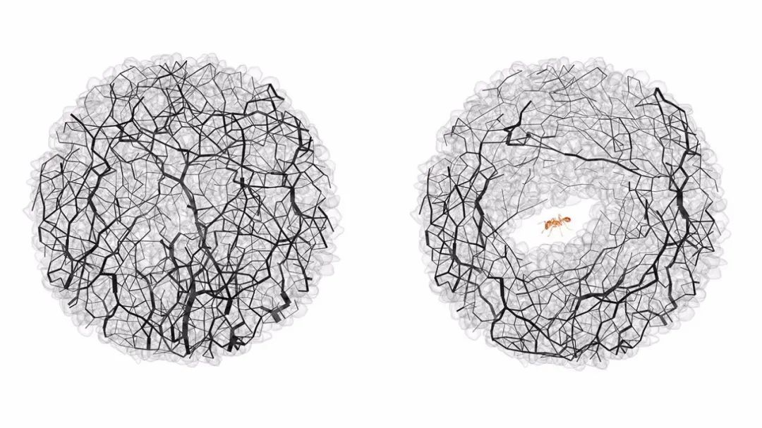 左侧的力链是随机分布的；右侧的力链重新排列过，将蚂蚁挖的隧道包裹起来。|图片来源：Caltech