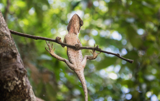 一只蜥蜴腹部填满沙子被安乐死一切竟都是因为偷吃了口披萨