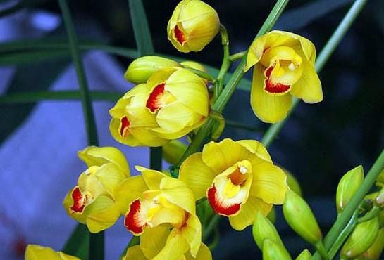 世界十大最美丽带兰字的花|兰花|建兰|幽灵_新浪新闻